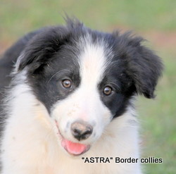 Black and white female, medium coat, border collie puppy